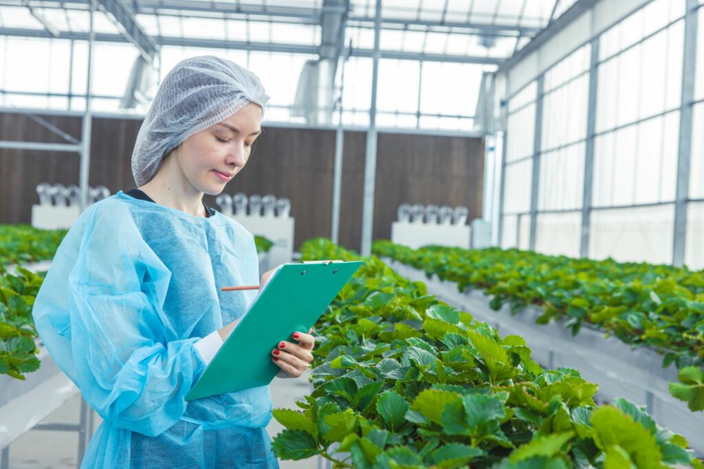 production-commercialisation-herbes-aromatiques-madnoos-aromatiques-perpignan-maroc-légumes-mondial