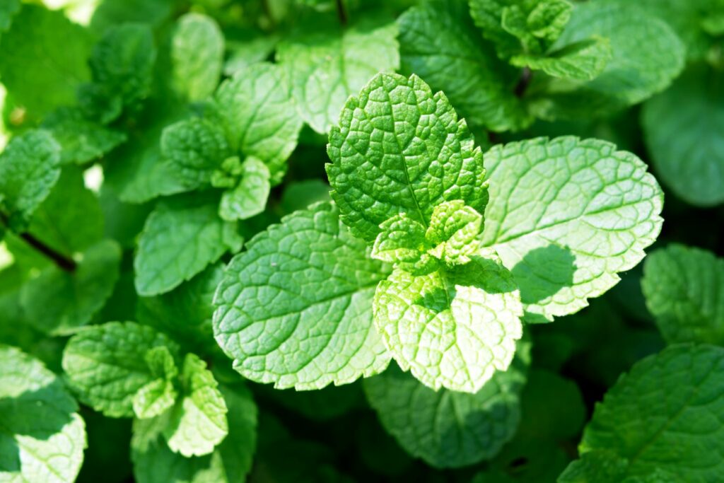 production-commercialisation-herbes-aromatiques-madnoos-aromatiques-perpignan-maroc-légumes-mondial