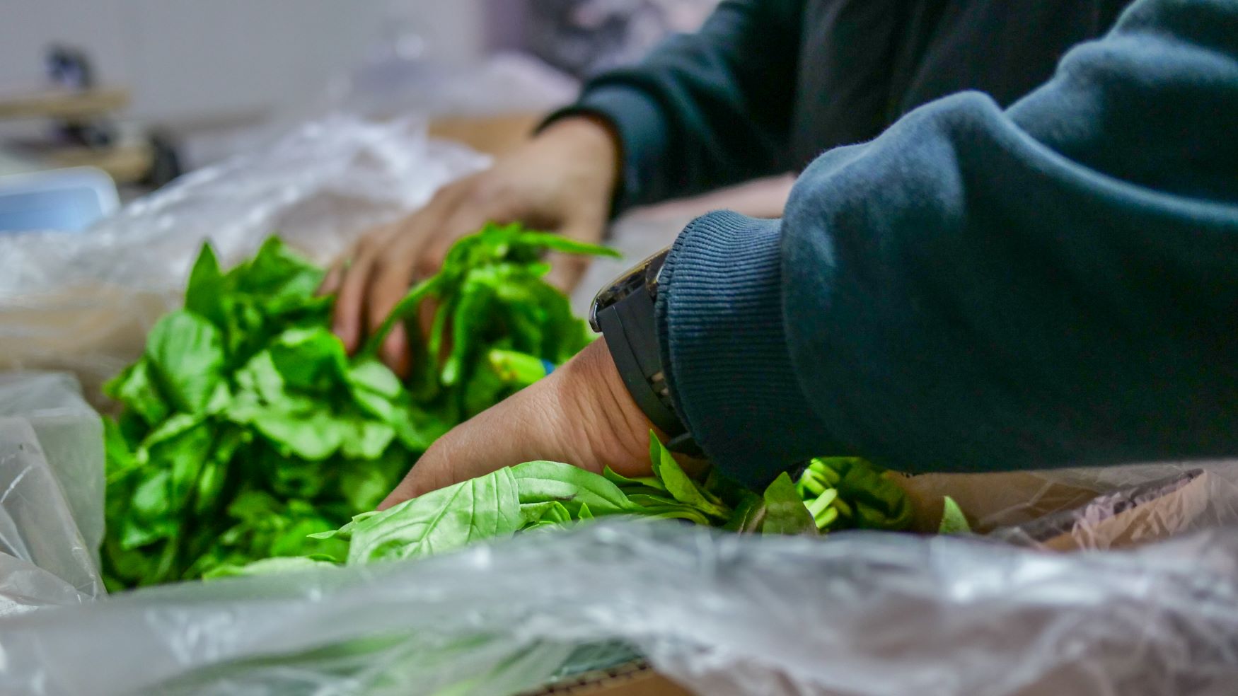 production-commercialisation-herbes-aromatiques-madnoos-aromatiques-perpignan-maroc-légumes-mondial